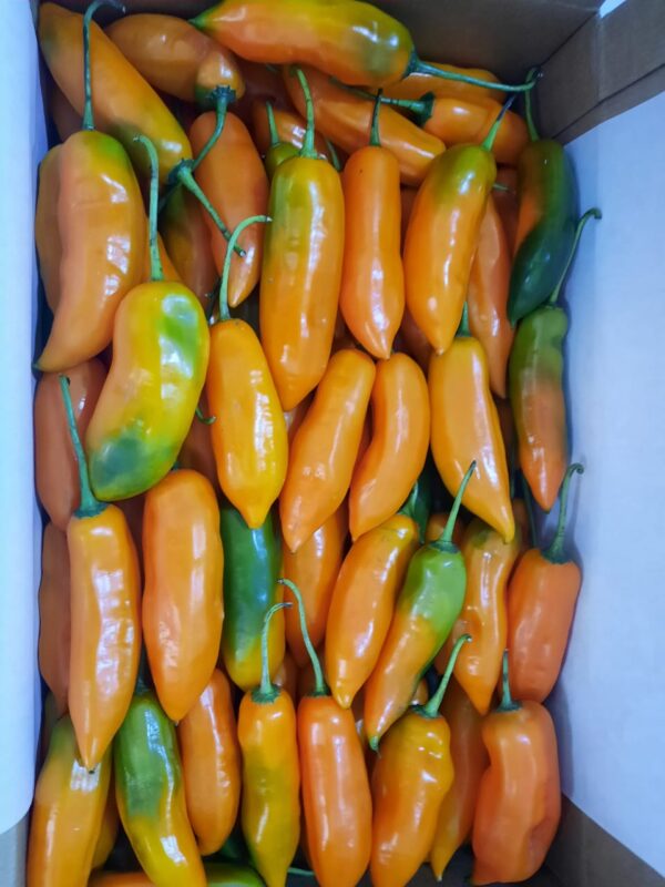 Aji Amarillo Fresco